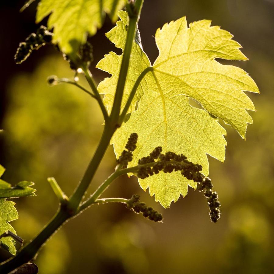 Il Roncal Wine Resort - For Wine Lovers Cividale del Friuli Exterior foto