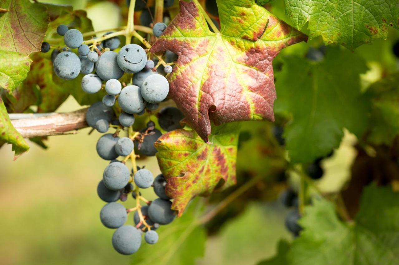 Il Roncal Wine Resort - For Wine Lovers Cividale del Friuli Exterior foto
